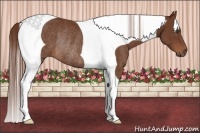Horse Color:Chestnut Tobiano Rabicano 