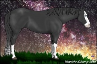 Horse Color:Black Splash