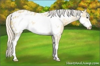 Horse Color:Palomino Sabino Frame Appaloosa