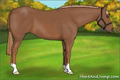 Horse Color:Chestnut 