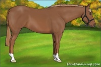 Horse Color:Chestnut 