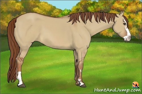 Horse Color:Red Dun Splash Frame 