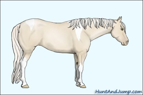 Horse Color:Silver Smoky Grullo Pearl Tobiano 
