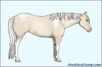 Horse Color:Silver Smoky Grullo Pearl Tobiano