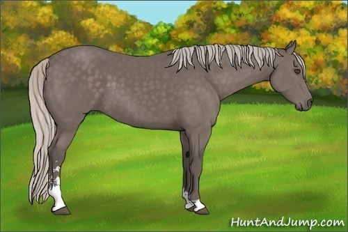 Horse Color:Silver Black Sabino 
