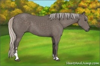 Horse Color:Silver Black Sabino 