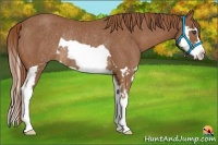 Horse Color:Chestnut Splash Frame Rabicano 