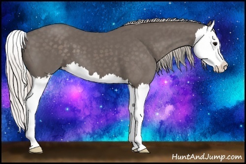 Horse Color:Silver Black Splash 