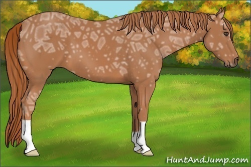 Horse Color:Chestnut Ice 