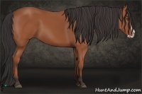 Horse Color:Bay Splash 