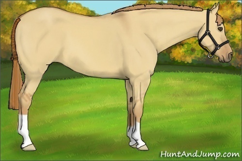 Horse Color:Red Dun 