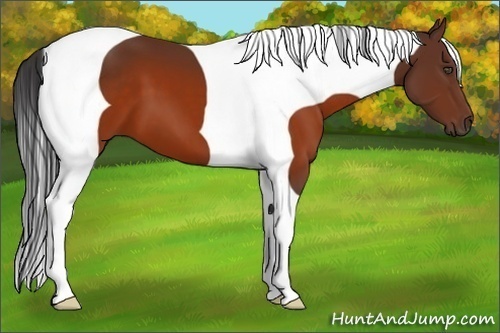 Horse Color:Brown Tobiano