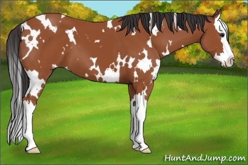 Horse Color:White Spotted Bay Splash 