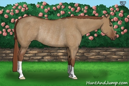 Horse Color:Red Dun Rabicano 