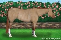 Horse Color:Red Dun Rabicano