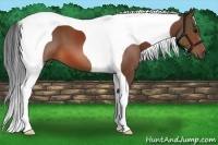 Horse Color:Bay Tobiano 