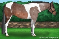 Horse Color:Bay Tobiano 
