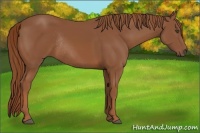 Horse Color:Chestnut Rabicano 
