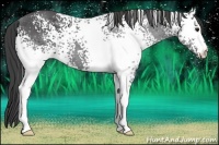 Horse Color:White Spotted Smoky Black