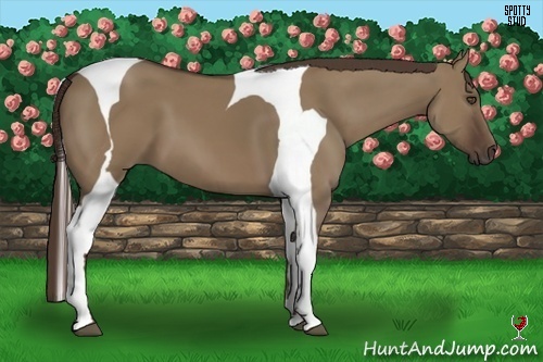 Horse Color:Liver Red Dun Tobiano Frame 