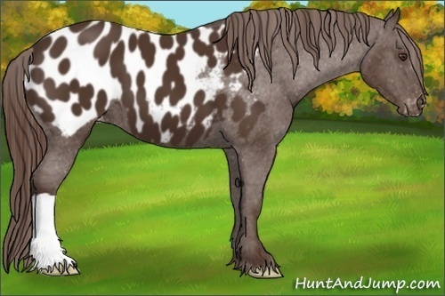 Horse Color:Liver Chestnut Appaloosa