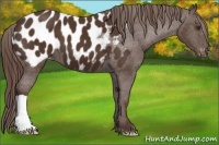 Horse Color:Liver Chestnut Appaloosa