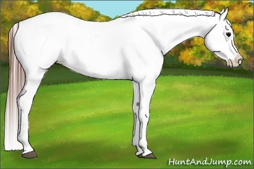 Horse Color:Grullo Blanket 