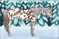 Horse Color:Chestnut Appaloosa 