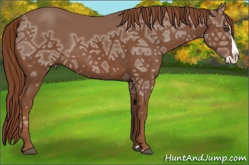 Horse Color:Chestnut Ice Splash 
