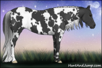 Horse Color:White Spotted Black