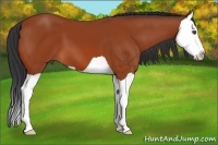 Horse Color:Bay Splash 