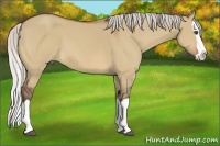 Horse Color:Silver Bay Dun Splash 
