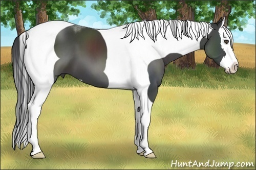 Horse Color:Black Sabino Splash Tobiano