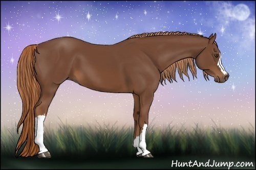 Horse Color:Chestnut 