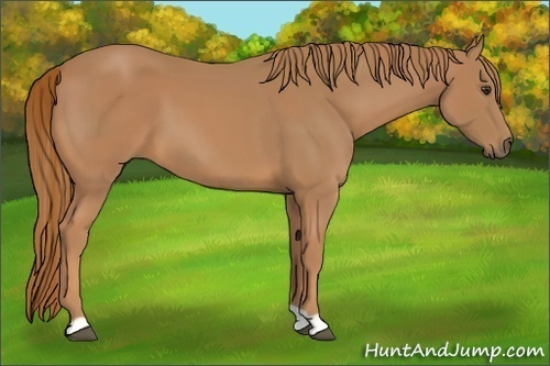 Horse Color:Chestnut  and Chestnut 
