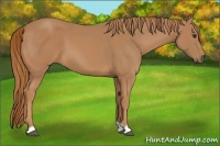 Horse Color:Chestnut and Chestnut