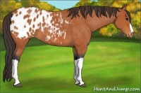 Horse Color:Bay Appaloosa 