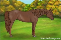 Horse Color:Chestnut Rabicano 