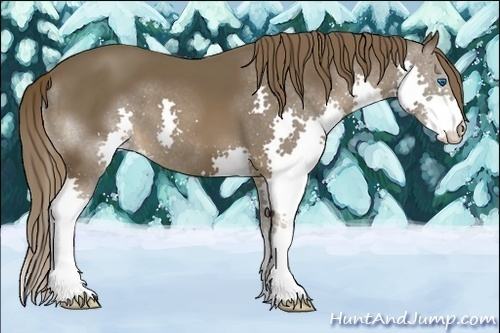 Horse Color:Liver Chestnut Splash 