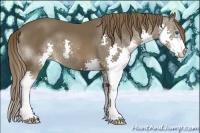 Horse Color:Liver Chestnut Splash