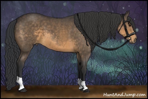 Horse Color:Buckskin 