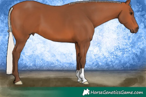 Horse Color:Silver Bay 