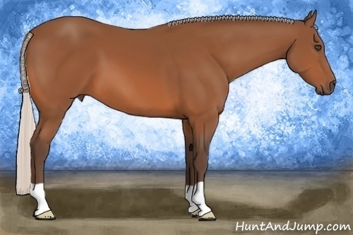 Horse Color:Silver Bay 