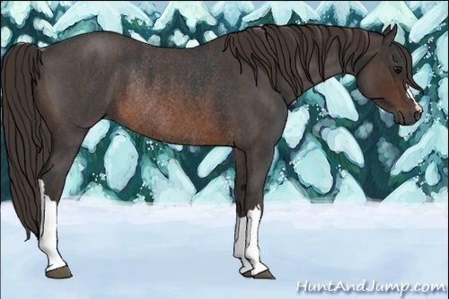 Horse Color:Brown Roan Rabicano Brindle