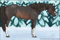 Horse Color:Brown Roan Rabicano Brindle