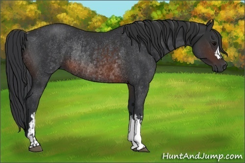 Horse Color:Brown Rabicano and Brown Rabicano