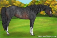 Horse Color:Brown Rabicano and Brown Rabicano