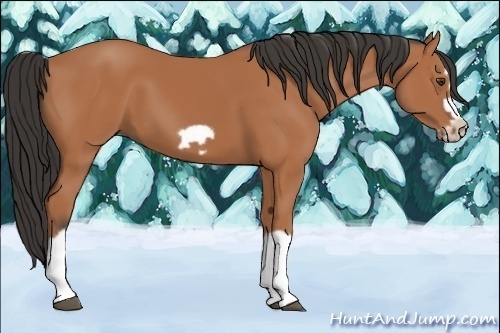 Horse Color:Bay Splash Frame