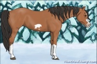Horse Color:Bay Splash Frame