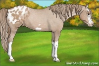 Horse Color:Black Pearl Splash Frame Appaloosa 